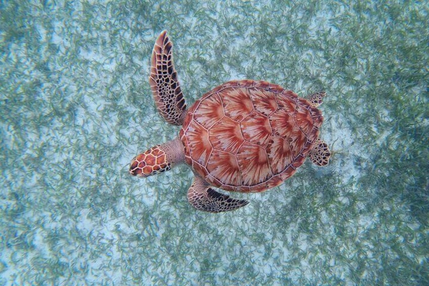 3 Hour Private Snorkeling Adventure in Mahahual