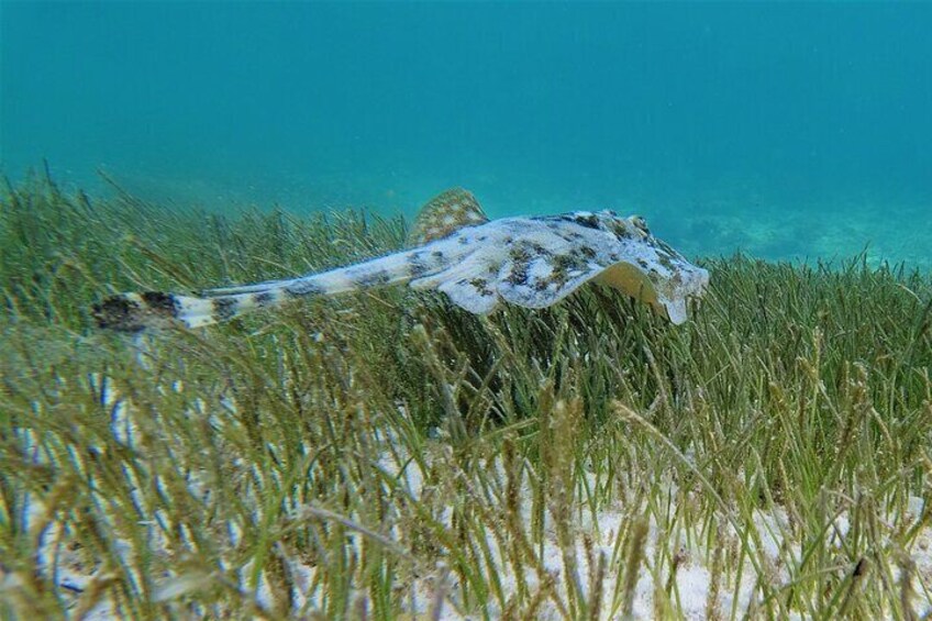 3 Hour Private Snorkeling Adventure in Mahahual