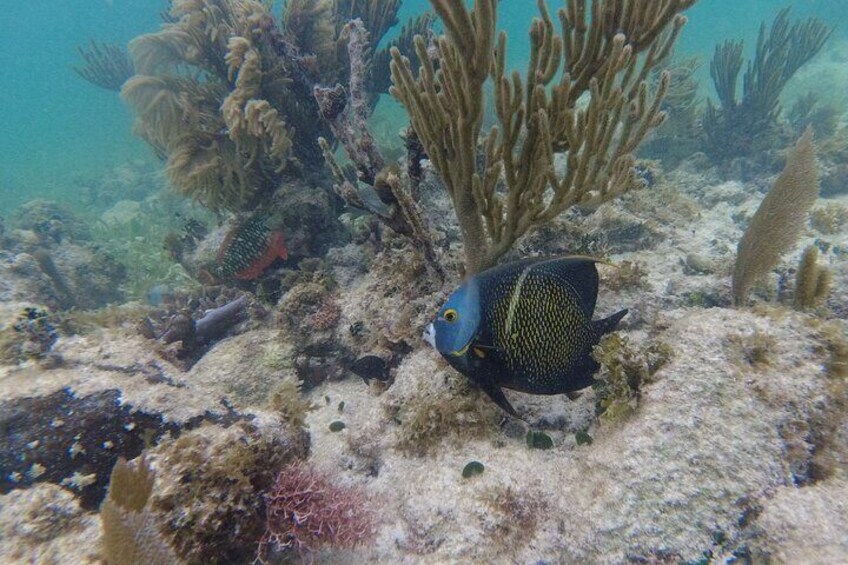 3 Hour Private Snorkeling Adventure in Mahahual