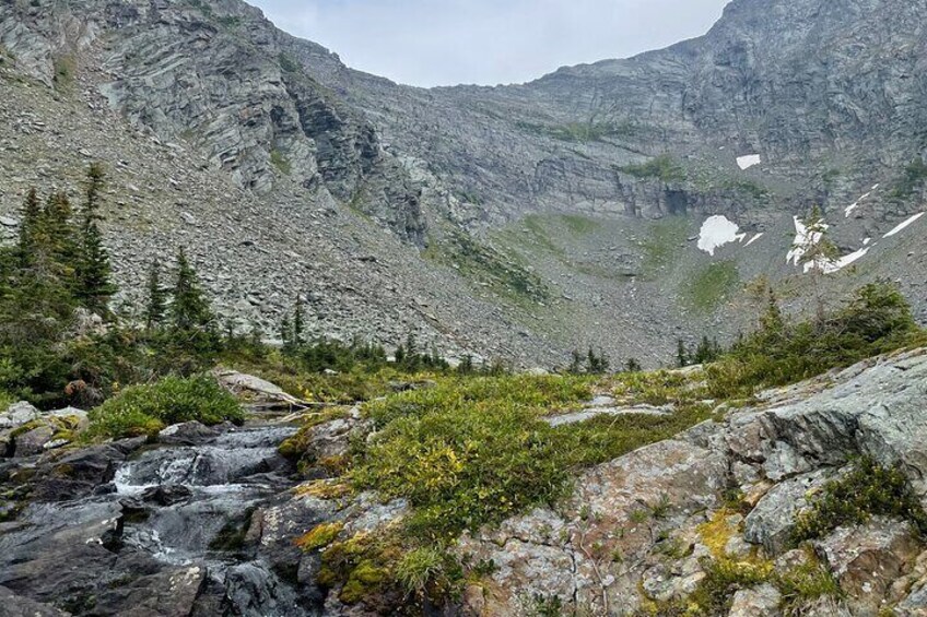 Mountain Goats in the basin