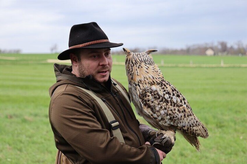 This is Ella she is not a hawk but she is part of our owl post experiences which you can also book.