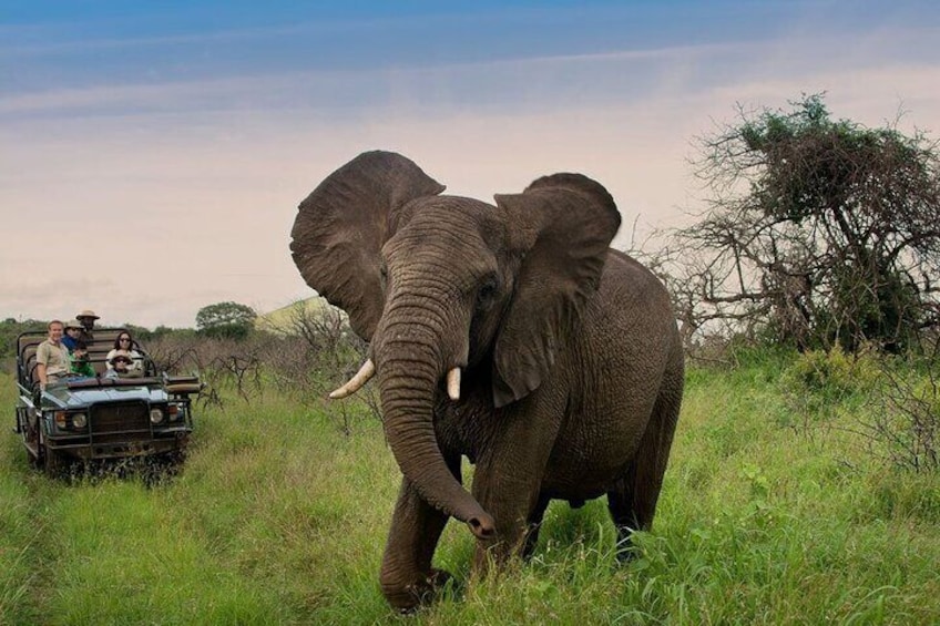 Full Day Hluhluwe Imfolozi Game Reserve Private Tour from Durban