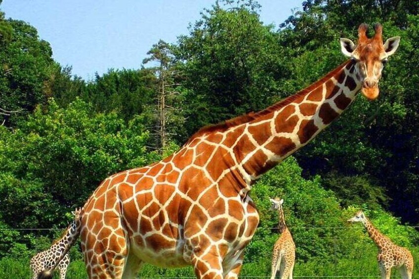 Full Day Hluhluwe Imfolozi Game Reserve Private Tour from Durban