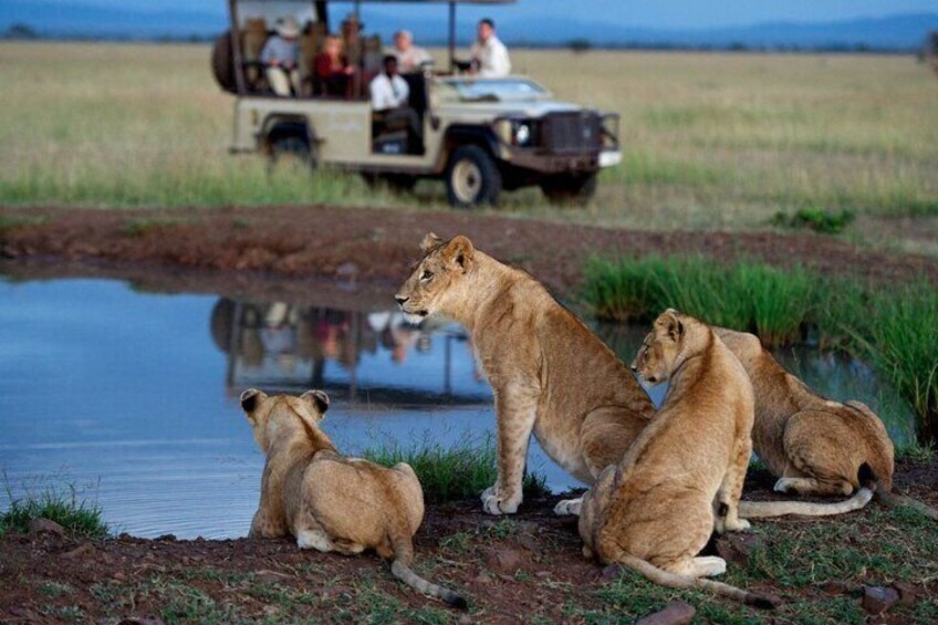 Full Day Hluhluwe Imfolozi Game Reserve Private Tour from Durban