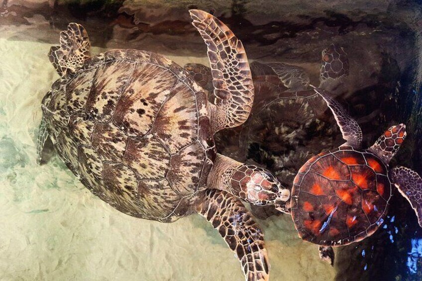 At the Turtle hatchery