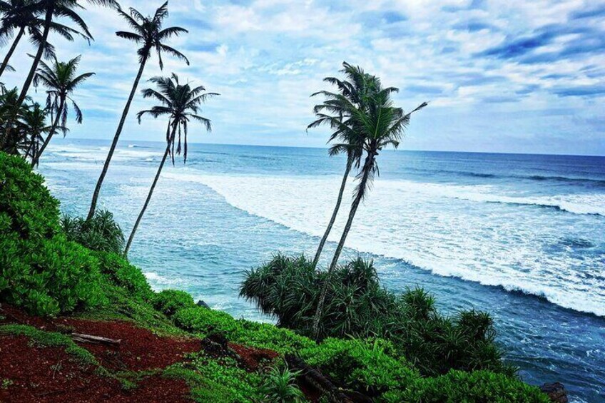 Coconut tree hill