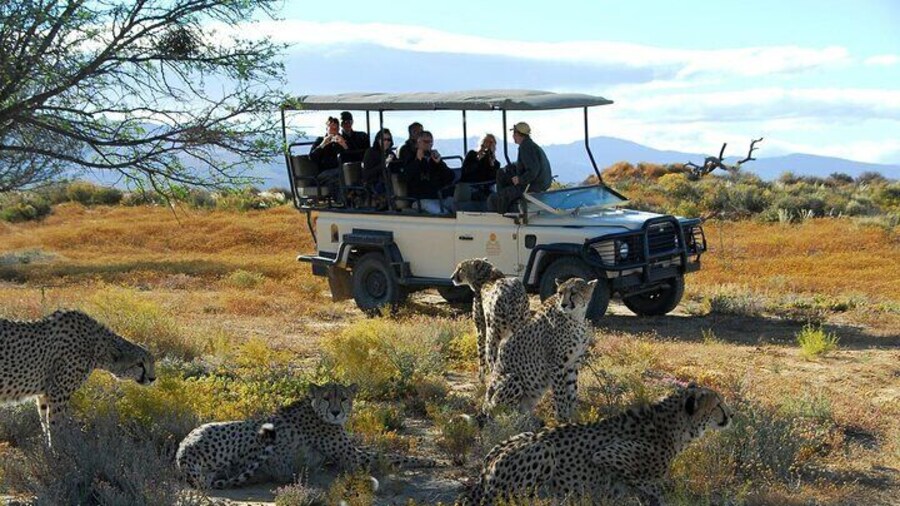 Fun Game drive Safari