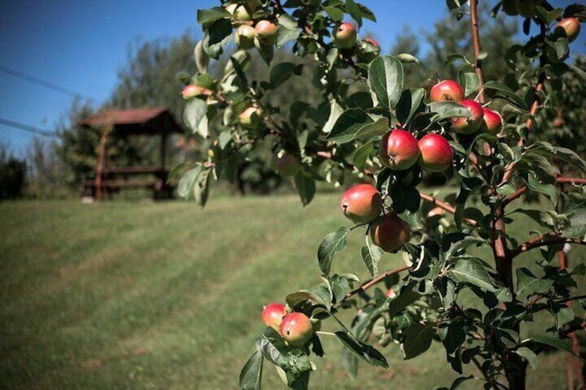 Fruit alcohol tasting + Velvet Orchards audio tour