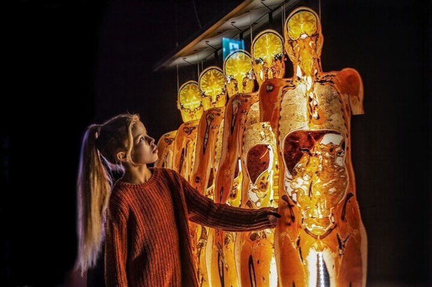 Discover the must-see expo BODY WORLDS (Körperwelten) in the centre of the city of Bruges in Belgium. With real human specimens, interactive displays, anatomical mirror and more.