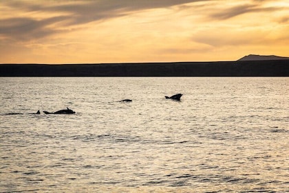 Small Group Dolphin Sunset Tour on Electric Catamaran Lanzarote
