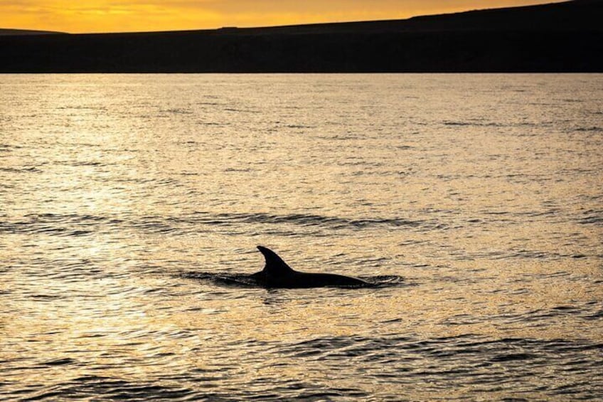Small Group Dolphin Sunset Tour on Electric Catamaran Lanzarote