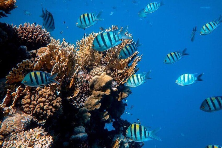 1 hr Reef Explorer in Port Vila harbour, Vanuatu