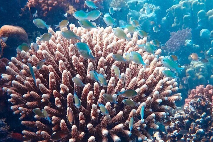 1 hr Reef Explorer in Port Vila harbour, Vanuatu