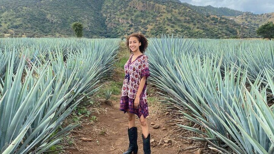 agave fields