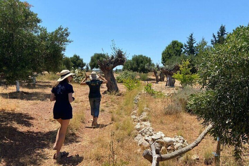 Private Tour: Discover the Secret World of Olives in Afantou