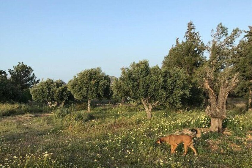 Private Tour: Discover the Secret World of Olives in Afantou