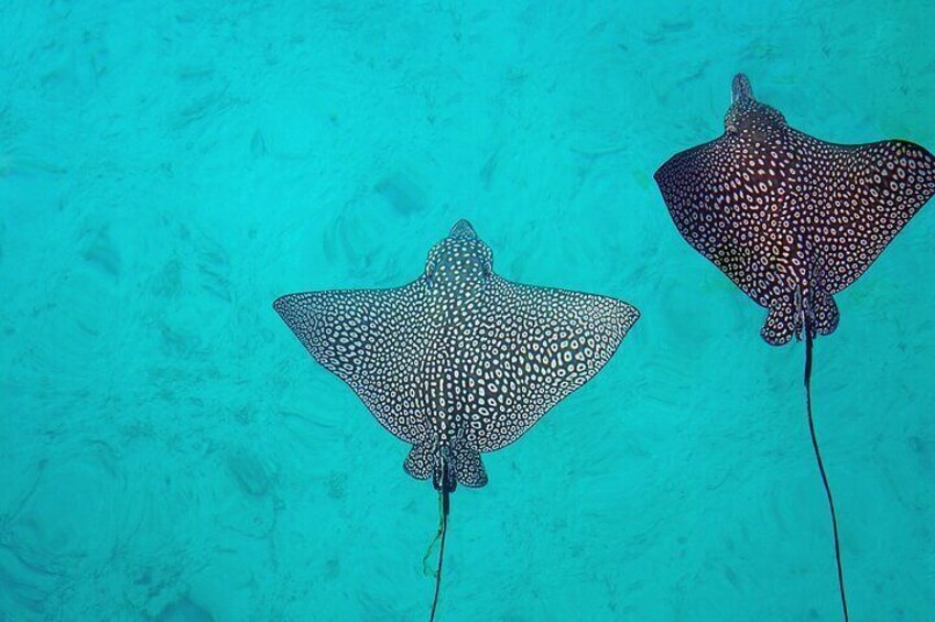 Eagle rays are common over the sandy areas.