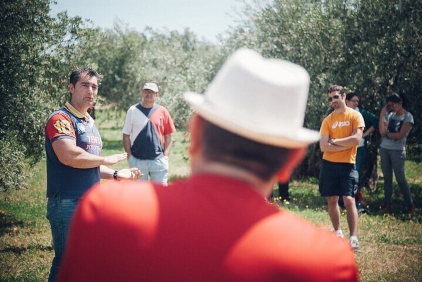 Ecological Olive Grove Tour with EVOO Tasting
