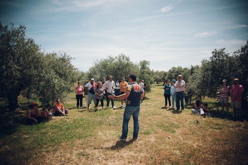 Ecological Olive Grove Tour with EVOO Tasting
