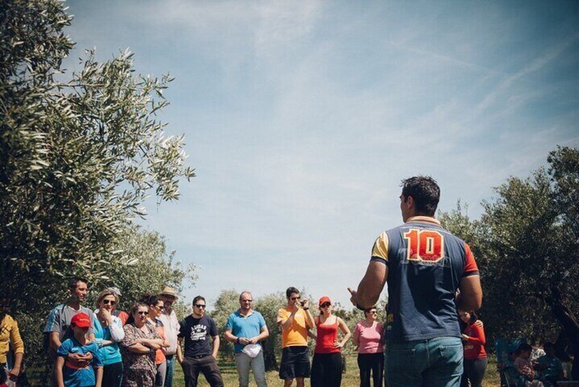 Ecological Olive Grove Tour with EVOO Tasting