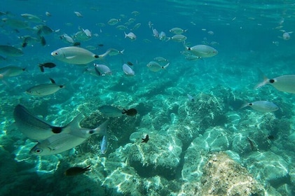 Alghero: snorkeling RIB tour in Porto Conte and Capo Caccia