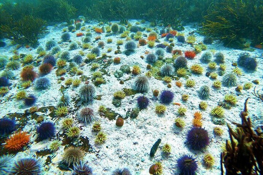 Kelp Forest Snorkeling in Cape Town