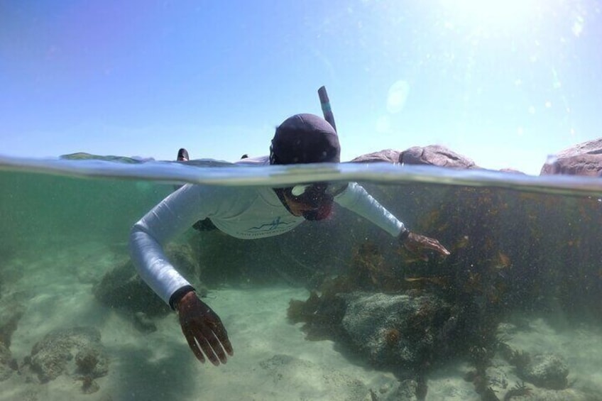 Kelp Forest Snorkeling in Cape Town