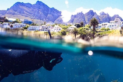 Kelp Forest Snorkelling in Cape Town