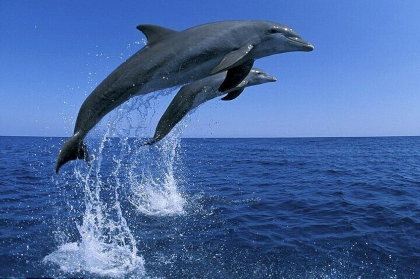 Snorkel with Dolphins, Lunch on Benitiers island, Speedboat 