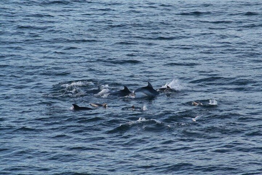 Snorkel with Dolphins, Lunch on Benitiers island, Speedboat 