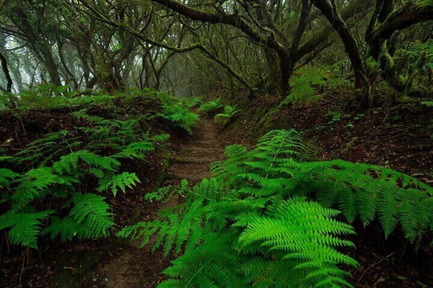 Wonder Walk Tenerife