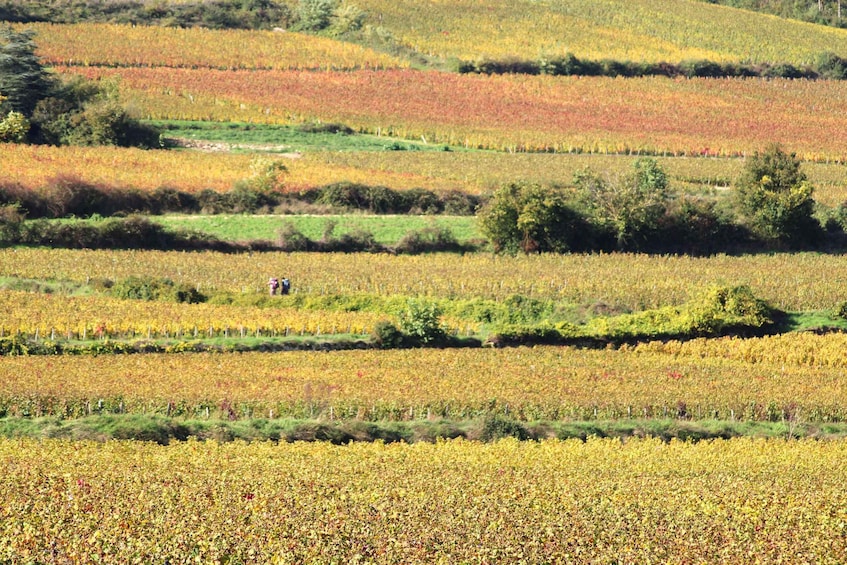 Picture 1 for Activity "Route des grands crus", private wine tasting in Burgundy !
