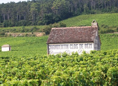 "Route des grands crus", private wine tasting in Burgundy !