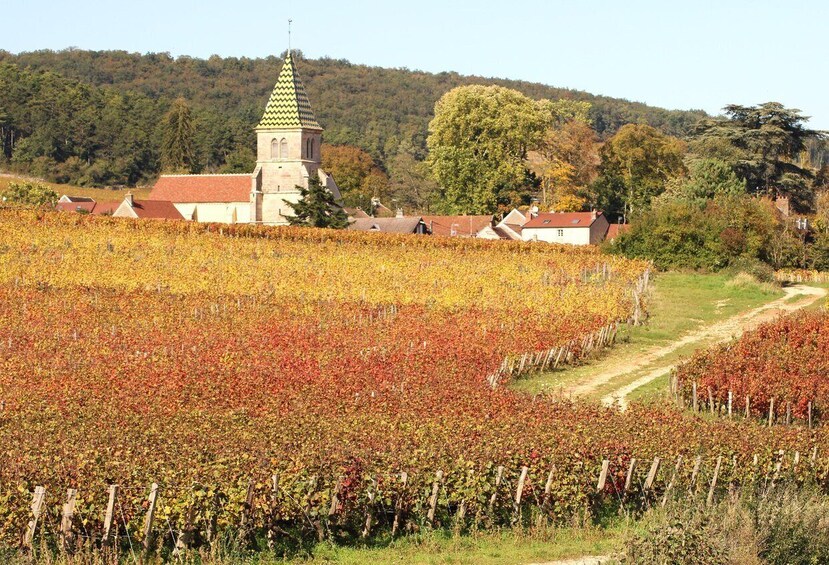 Picture 2 for Activity "Route des grands crus", private wine tasting in Burgundy !