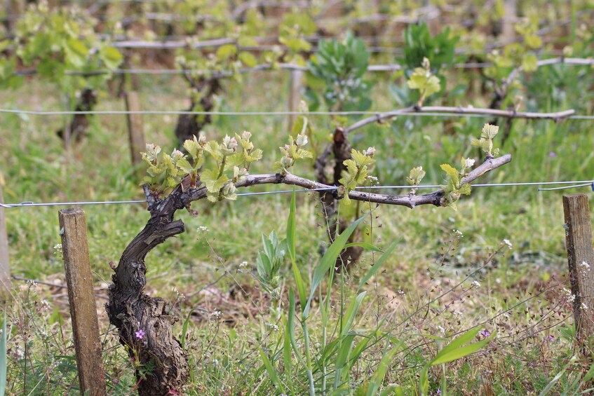 Picture 5 for Activity "Route des grands crus", private wine tasting in Burgundy !