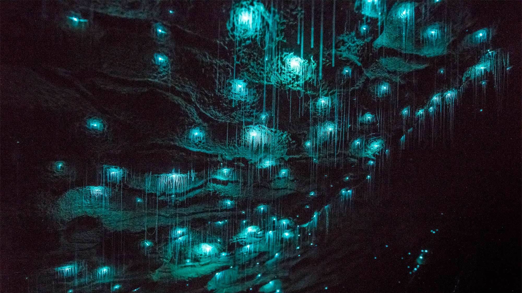 Waitomo Glowworm Caves Boat Tour