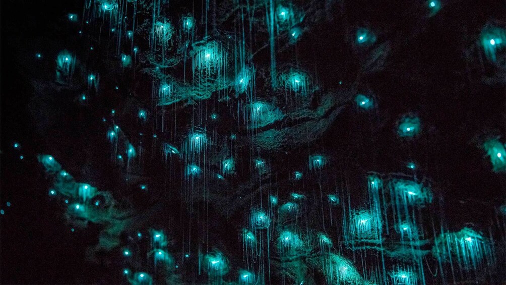 Waitomo Glowworm Caves Boat Tour