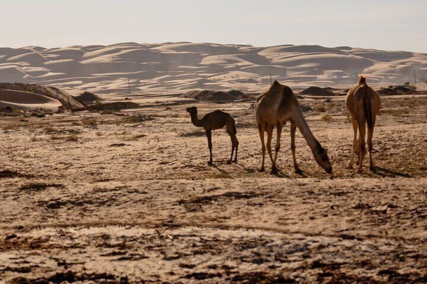 Private Desert Guided Overnight Camp Tour