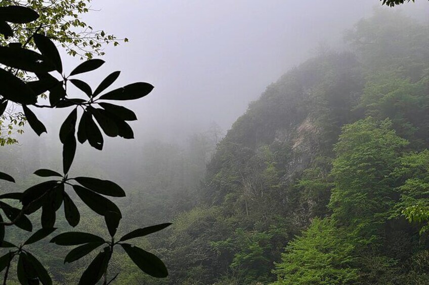 Group Hiking Tour in Mtirala National Park