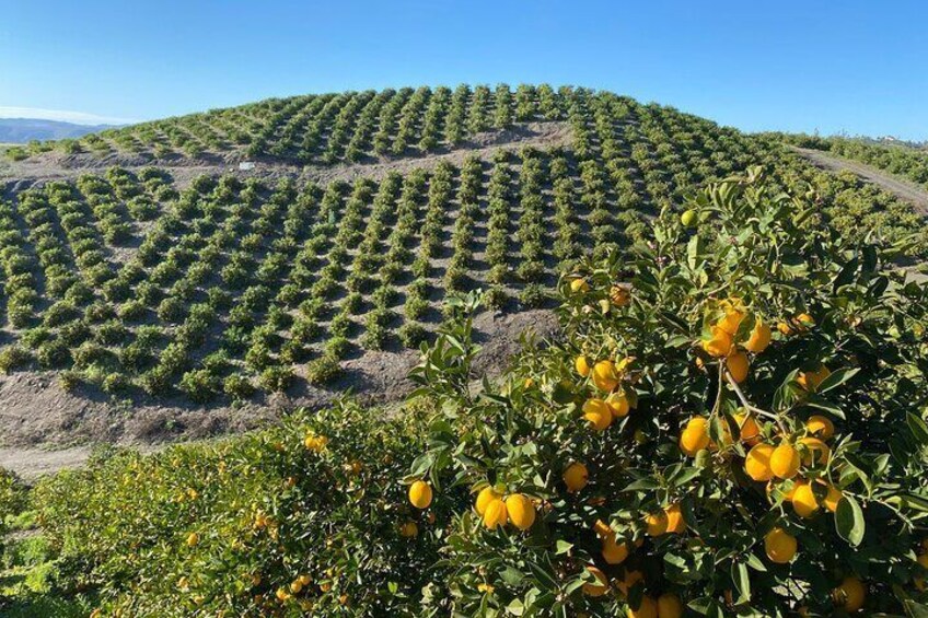 U-Pick - Tangerine and Lemon Picking at Sunmist Tangerine Farm