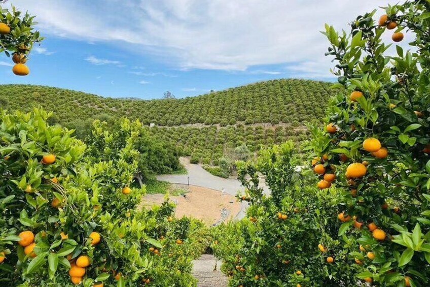 U-Pick - Tangerine and Lemon Picking at Sunmist Tangerine Farm