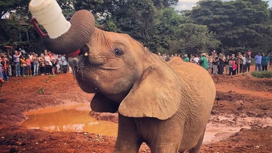 Half-Day Tour Giraffe Center and Sheldrick Wildlife Trust