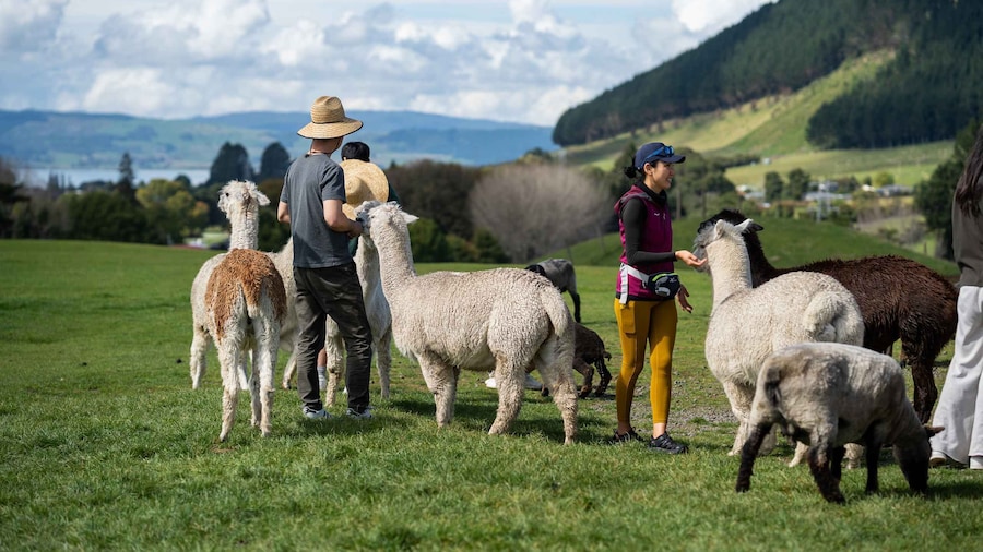 Rotorua: Agrodome Farm Tour with Show and Produce Tasting