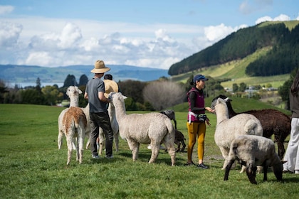 Rotorua: Tur Pertanian Agrodome dengan Pertunjukan dan Mencicipi Hasil Bumi