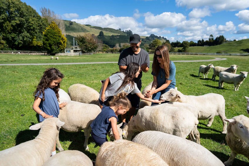 Picture 6 for Activity Rotorua: Agrodome Farm Tour with Show and Produce Tasting