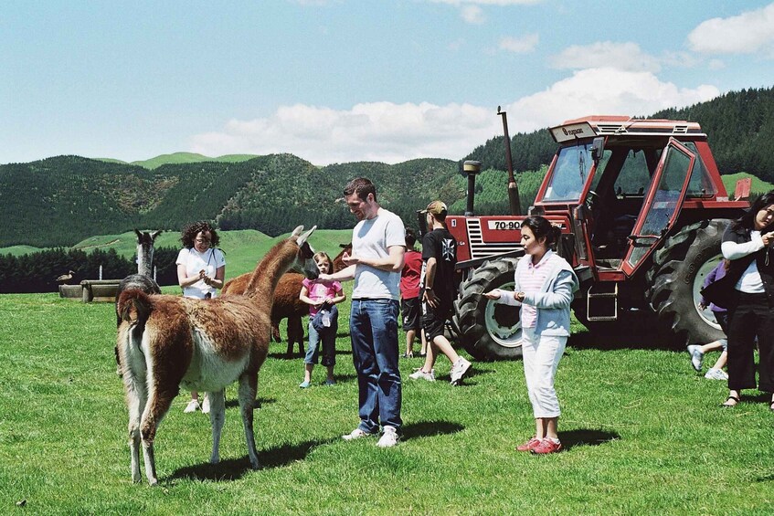 Picture 11 for Activity Rotorua: Agrodome Farm Tour with Show and Produce Tasting