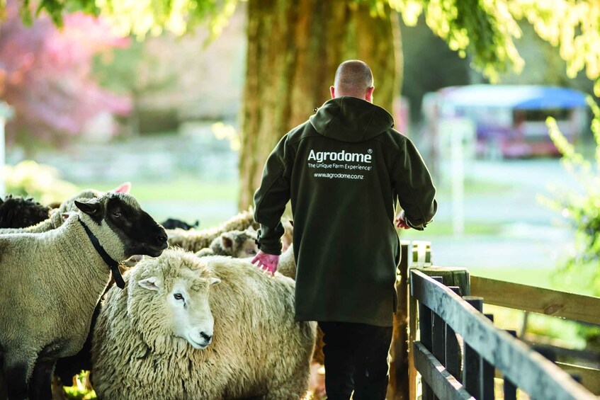 Picture 9 for Activity Rotorua: Agrodome Farm Tour with Show and Produce Tasting