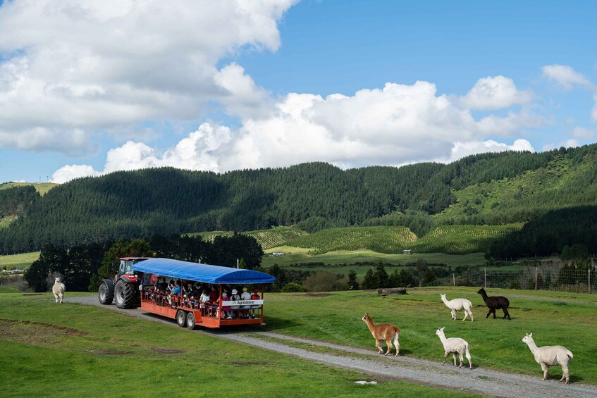 Picture 1 for Activity Rotorua: Agrodome Farm Tour with Show and Produce Tasting