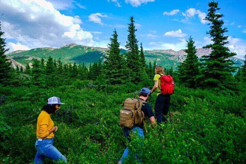 Hiking through the dwarf birch.