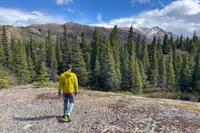 Foraging and Cultural History Tour in Denali National Park